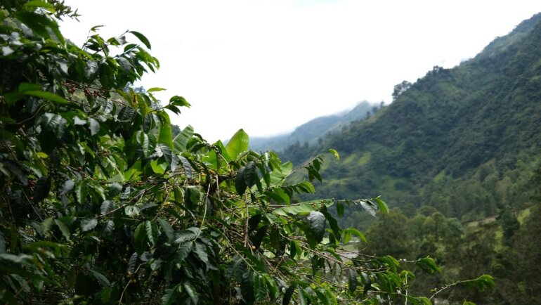 Синтетические азотные удобрения в выращивании кофе